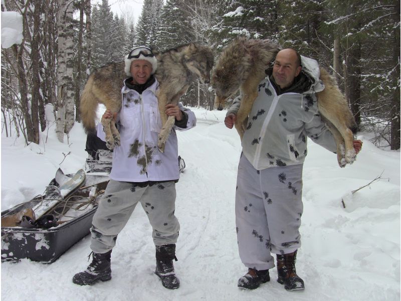 Wolf and Lynx