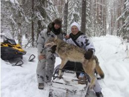 Ergebnisse der Wolfsjagd 2019