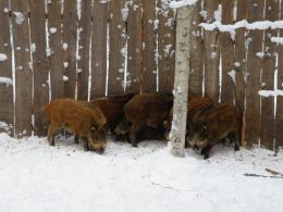 Die Zucht von Wildschweine | Р“РЈРџ В«РЈР”РњРЈР РўРћРҐРћРўРђВ» - РѕС…РѕС‚Р° РЅР° РєР°Р±Р°РЅР°, Р»РѕСЃСЏ, РјРµРґРІРµРґСЏ РІ РЈРґРјСѓСЂС‚СЃРєРѕР№ СЂРµСЃРїСѓР±Р»РёРєРµ.
