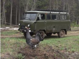 Храбрый глухарь. 2 серия