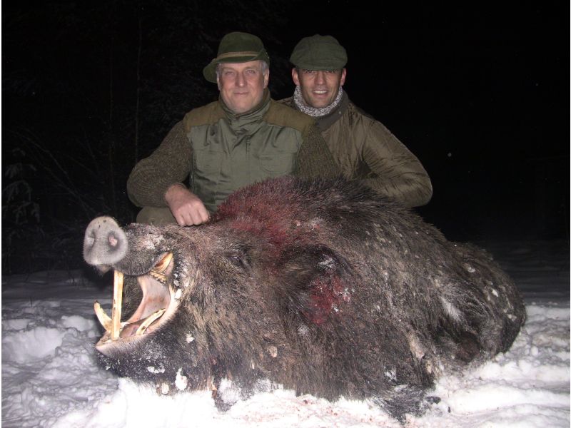 Wild boar «stalking»