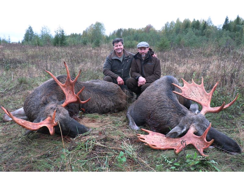 Elk «during the rut»