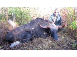 Rufjagd auf Elchwild, 24.09.-01.10.2016