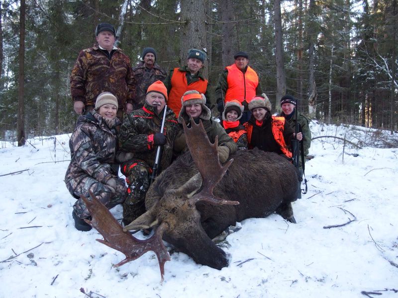 Elchwild «Drückjagd»