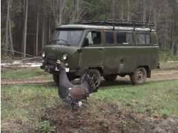 Der brave Auerhahn. 2 | Р“РЈРџ В«РЈР”РњРЈР РўРћРҐРћРўРђВ» - РѕС…РѕС‚Р° РЅР° РєР°Р±Р°РЅР°, Р»РѕСЃСЏ, РјРµРґРІРµРґСЏ РІ РЈРґРјСѓСЂС‚СЃРєРѕР№ СЂРµСЃРїСѓР±Р»РёРєРµ.