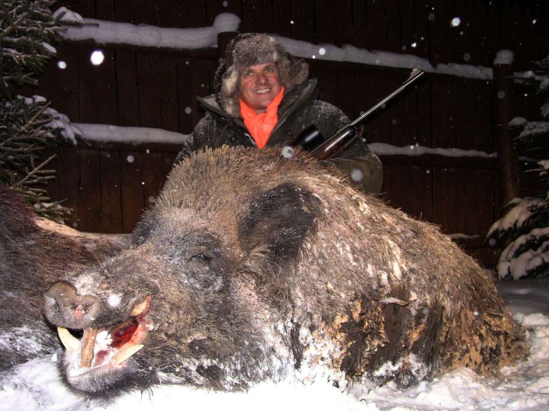 Schwarzwild «Drückjagd»